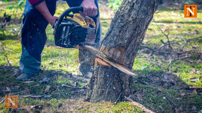 Police File Complaint Against Unknown Individuals For Cutting 562 Trees In Khamla